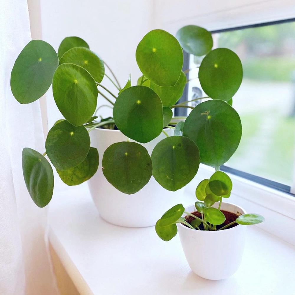 Black Friday - Reduceri Planta Banilor (Pilea Peperomioides) - 30 cm Promotie