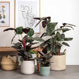 Planta Care Se Roaga (Calathea Ornata) - 40-45 cm - VERDENA-40-45 cm inaltime livrat in ghiveci de 1.5 L