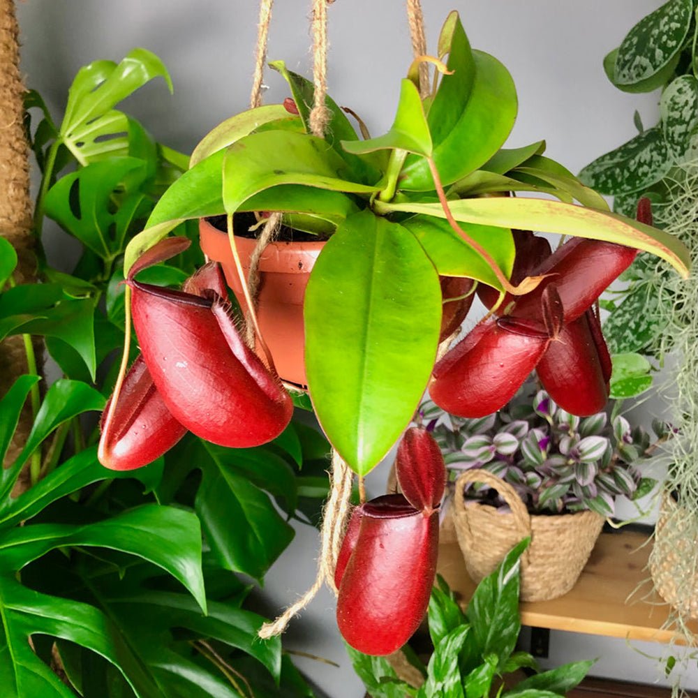 Black Friday - Reduceri Planta Carnivora (Nepenthes) Bloody Mary - 10 cm Promotie