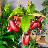 Black Friday - Reduceri Planta Carnivora (Nepenthes) Bloody Mary - 10 cm Promotie