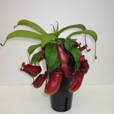 Black Friday - Reduceri Planta Carnivora (Nepenthes) Bloody Mary - 10 cm Promotie