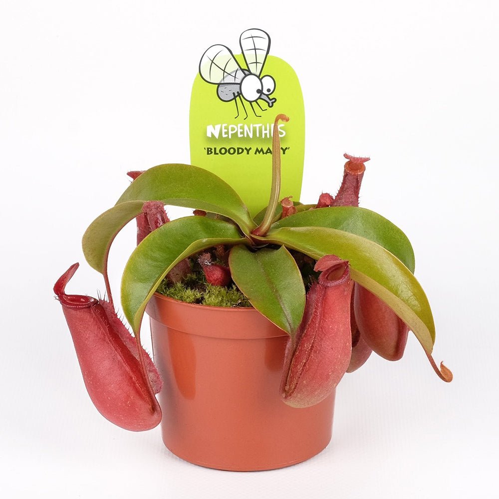 Black Friday - Reduceri Planta Carnivora (Nepenthes) Bloody Mary - 10 cm Promotie