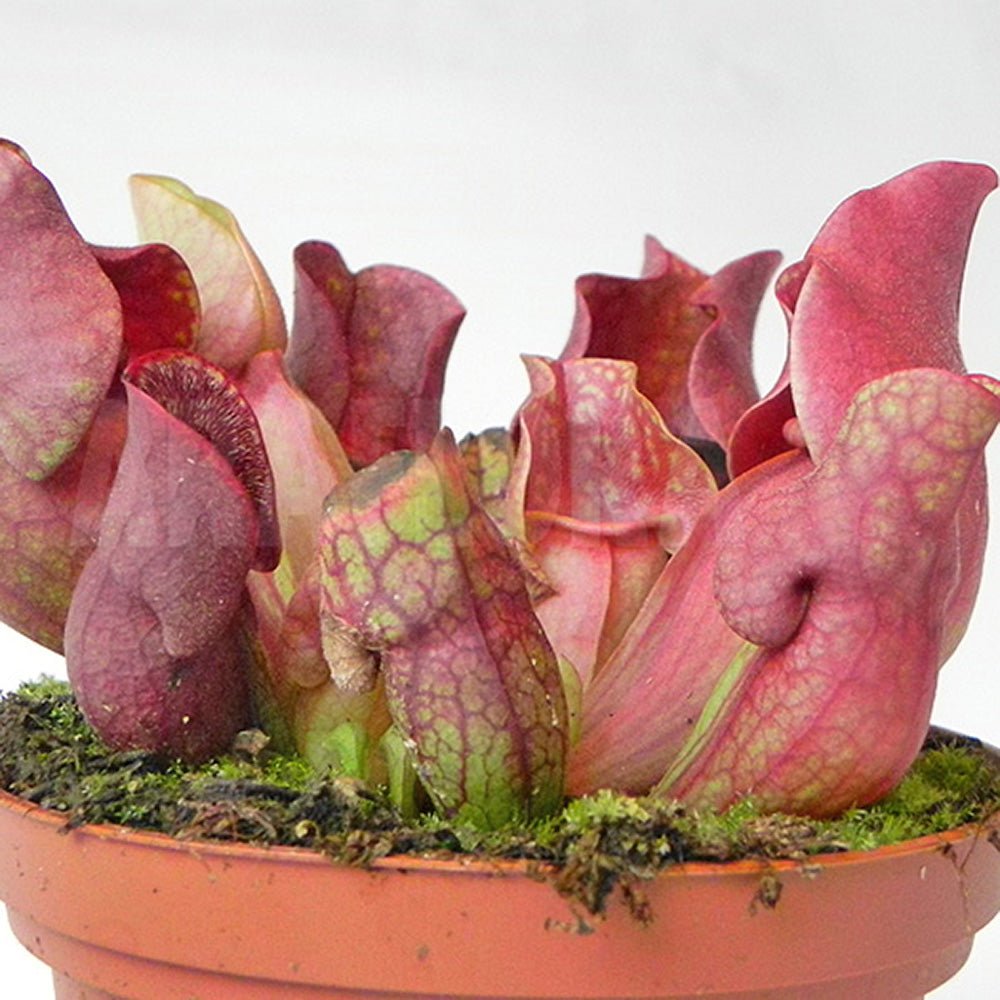 Black Friday - Reduceri Planta Carnivora, Planta Ulcior (Sarracenia Purpurea venosa rosu)  - 30 cm Promotie