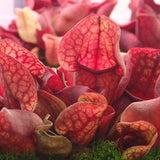 Black Friday - Reduceri Planta Carnivora, Planta Ulcior (Sarracenia Purpurea venosa rosu)  - 30 cm Promotie