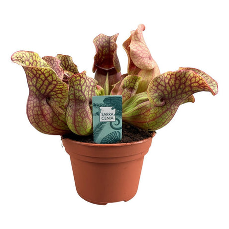 Black Friday - Reduceri Planta Carnivora, Planta Ulcior (Sarracenia Purpurea venosa rosu)  - 30 cm Promotie