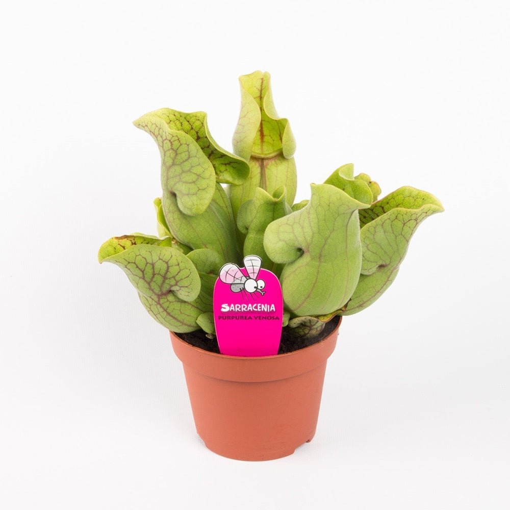 Black Friday - Reduceri Planta Carnivora, Planta Ulcior (Sarracenia Purpurea Venosa Verde) - 25 cm Promotie