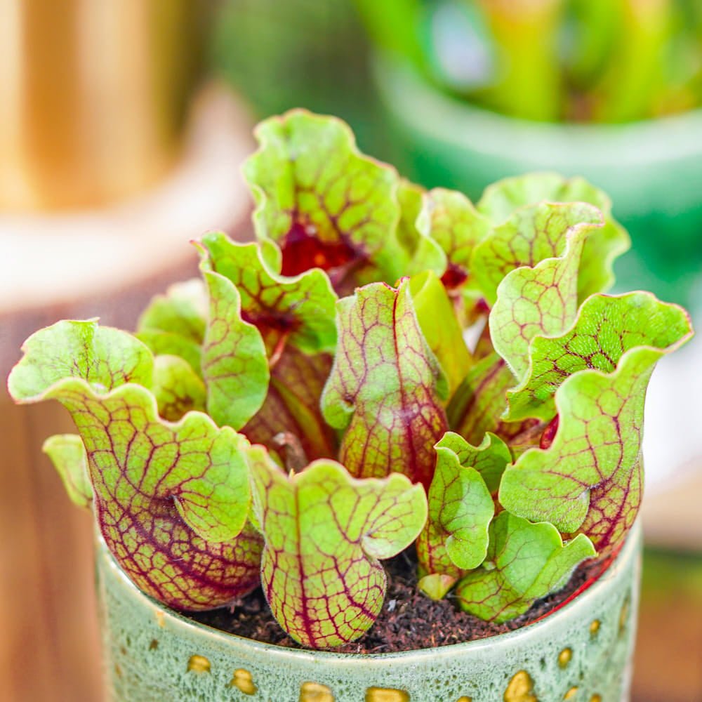 Black Friday - Reduceri Planta Carnivora, Planta Ulcior (Sarracenia Purpurea Venosa Verde) - 25 cm Promotie