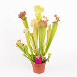 Black Friday - Reduceri Planta Carnivora (Sarracenia) Velvet- 25 cm Promotie