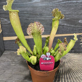 Black Friday - Reduceri Planta Carnivora (Sarracenia) Velvet- 25 cm Promotie