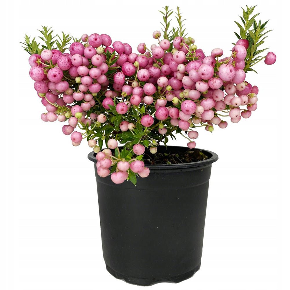 Planta cu Fructe Decorative Roz (Gaultheria mucronata Pink) - VERDENA-25 cm inaltime, livrat in ghiveci de 1.5 l