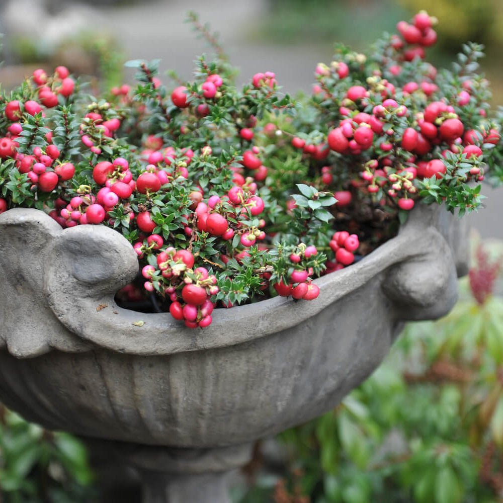 Planta cu Fructe Decorative Roz (Gaultheria mucronata Pink) - VERDENA-25 cm inaltime, livrat in ghiveci de 1.5 l