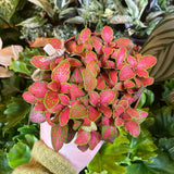 Planta cu Piele de Sarpe Fittonia Ruby Lime, frunze verzi si nervuri rosii - VERDENA-20 cm inaltime, livrat in ghiveci de 1.2 l