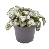 Planta cu Piele de Sarpe Fittonia White Joly Josan, cu frunze verzi si nervuri albe - VERDENA-20 cm inaltime, livrat in ghiveci de 1.2 l