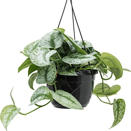 Planta Curgatoare (Scindapsus) Pictus Trebie - 20 cm - VERDENA-20 cm inaltime, livrat in ghiveci de 2 l