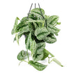 Planta Curgatoare (Scindapsus) Pictus Trebie - 50 cm