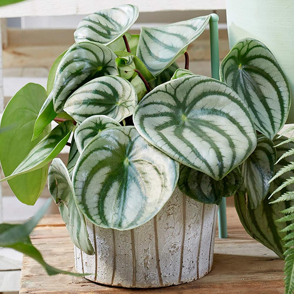 Planta de cauciuc (Peperomia argyreia), 20 cm la livrare, in ghiveci Ø 12 cm