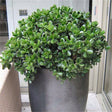 Arborele de Jad XL (Crassula Ovata) - 50-55 cm