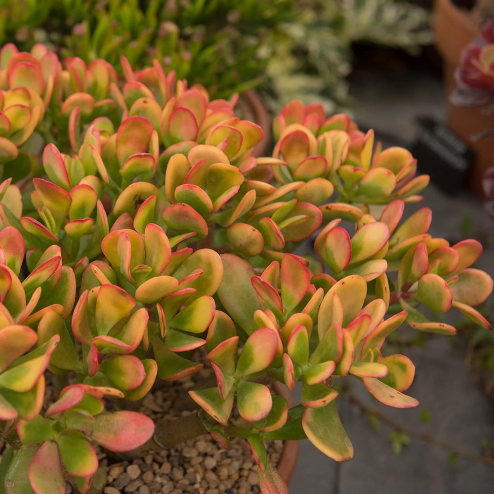 Planta de jad ( Crassula ovata Sunset ) - 60 cm - VERDENA-60 cm la livrare in ghiveci de Ø 30 cm