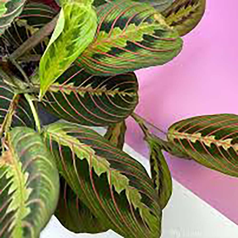 Planta Care se Roaga Tricolor (Maranta) Fascinator - 30 cm