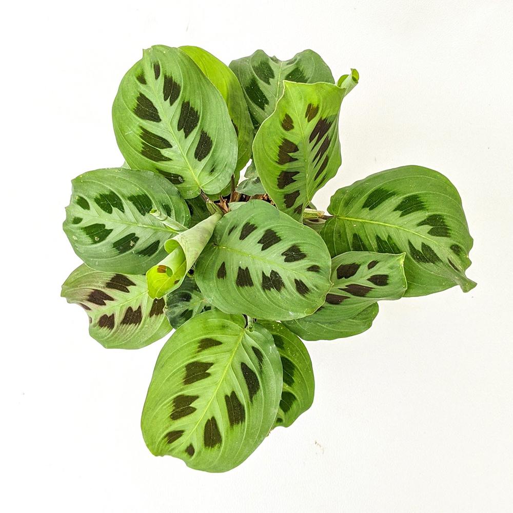 Planta de Rugaciune (Maranta) Kerchoveana - 25 cm - VERDENA-25 cm inaltime, livrat in ghiveci de 0.9 l