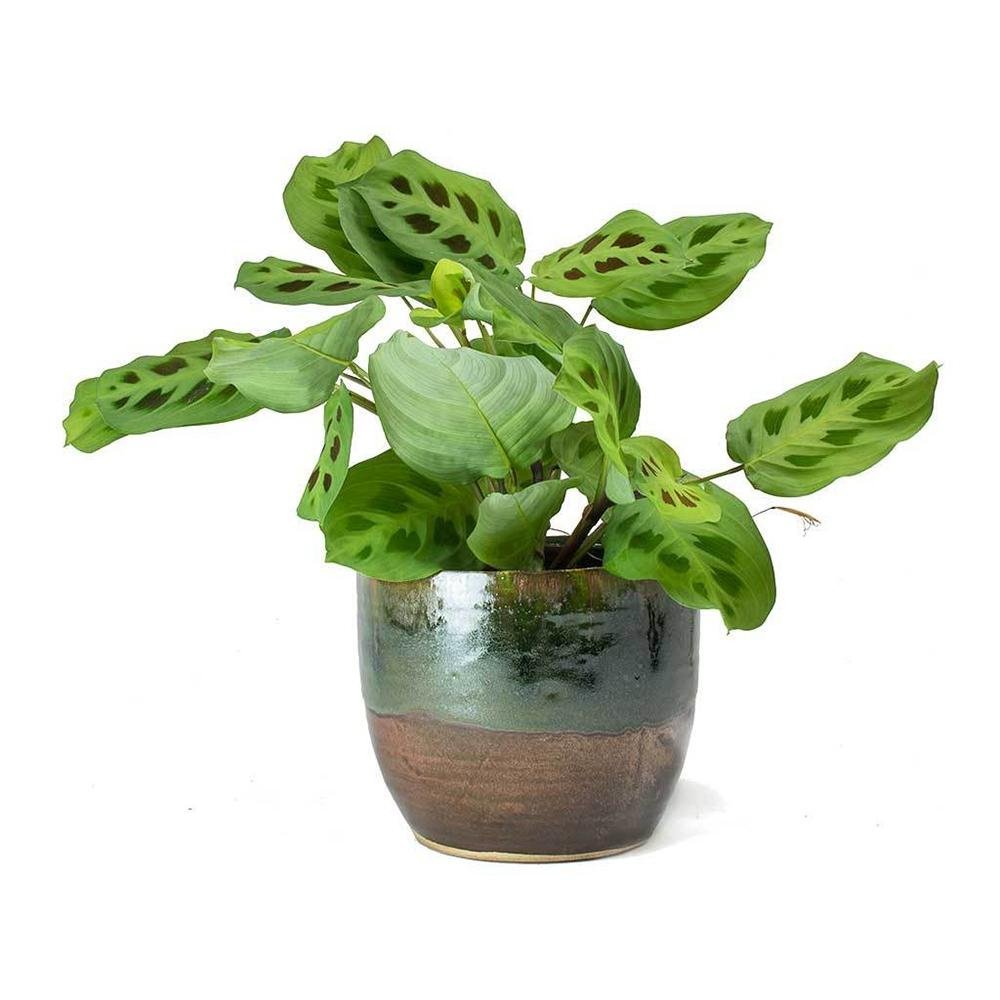 Planta de Rugaciune (Maranta) Kerchoveana - 25 cm - VERDENA-25 cm inaltime, livrat in ghiveci de 0.9 l