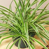 Black Friday - Reduceri Planta Paianjen (Chlorophytum Comosum) Variegatum - 35 cm Promotie