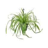 Black Friday - Reduceri Planta Paianjen (Chlorophytum Comosum) Variegatum - 35 cm Promotie