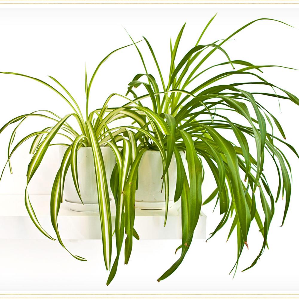 Black Friday - Reduceri Planta Paianjen (Chlorophytum Comosum) Variegatum - 35 cm Promotie