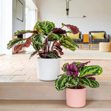 Planta Paun (Calathea Medalion) - 80 Cm - VERDENA-80 cm inaltime livrat in ghiveci de 4 L