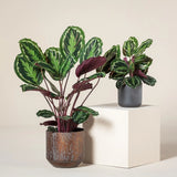 Planta Paun (Calathea Medalion) - 80 Cm - VERDENA-80 cm inaltime livrat in ghiveci de 4 L