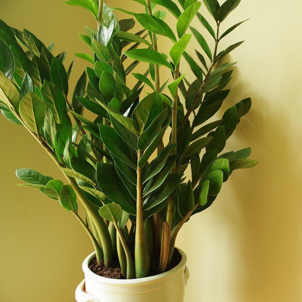 Planta ZZ (Zamioculcas zamiifolia) - 105 cm ghiveci 9 l - VERDENA-105 cm inaltime livrat in ghiveci de 9 l