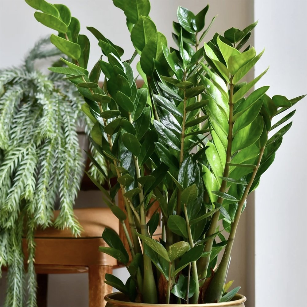 Planta ZZ (Zamioculcas zamiifolia) - 115 cm - VERDENA-115 cm inaltime livrat in ghiveci de 6 L