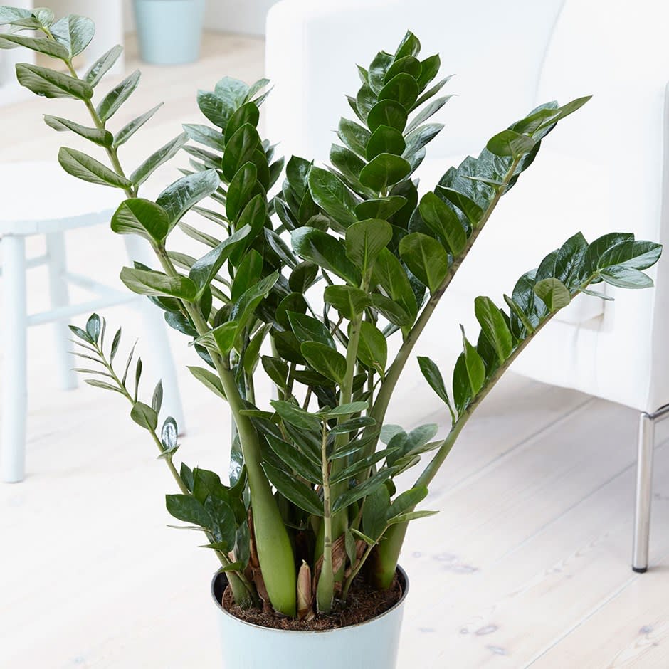 Planta ZZ (Zamioculcas zamiifolia) - 115 cm - VERDENA-115 cm inaltime livrat in ghiveci de 6 L