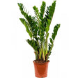 Planta ZZ (Zamioculcas zamiifolia) - 125 cm - VERDENA-125 cm inaltime livrat in ghiveci de 9 l