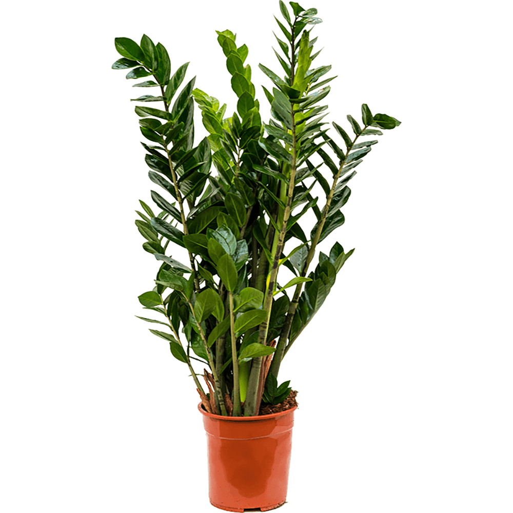 Planta ZZ (Zamioculcas zamiifolia ) - 80 cm - VERDENA-80 cm la livrare in ghiveci de Ø 24 cm