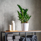 Planta ZZ (Zamioculcas zamiifolia ) - 80 cm - VERDENA-80 cm la livrare in ghiveci de Ø 24 cm