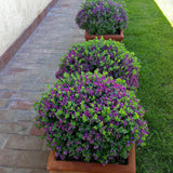 Black Friday - Reduceri Polygala Myrtifolia, cu flori roz-violet Promotie