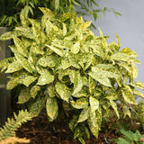 Pom de aur japonez Aucuba Crotonifolia, 50-70 cm inaltime, in ghiveci de 7.5L