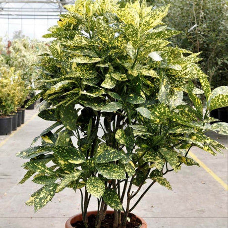 Pom de aur japonez Aucuba Crotonifolia, 50-70 cm inaltime, in ghiveci de 7.5L