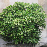 Pom de aur japonez Aucuba Variegata, 50-60 cm inaltime, in ghiveci de 5L