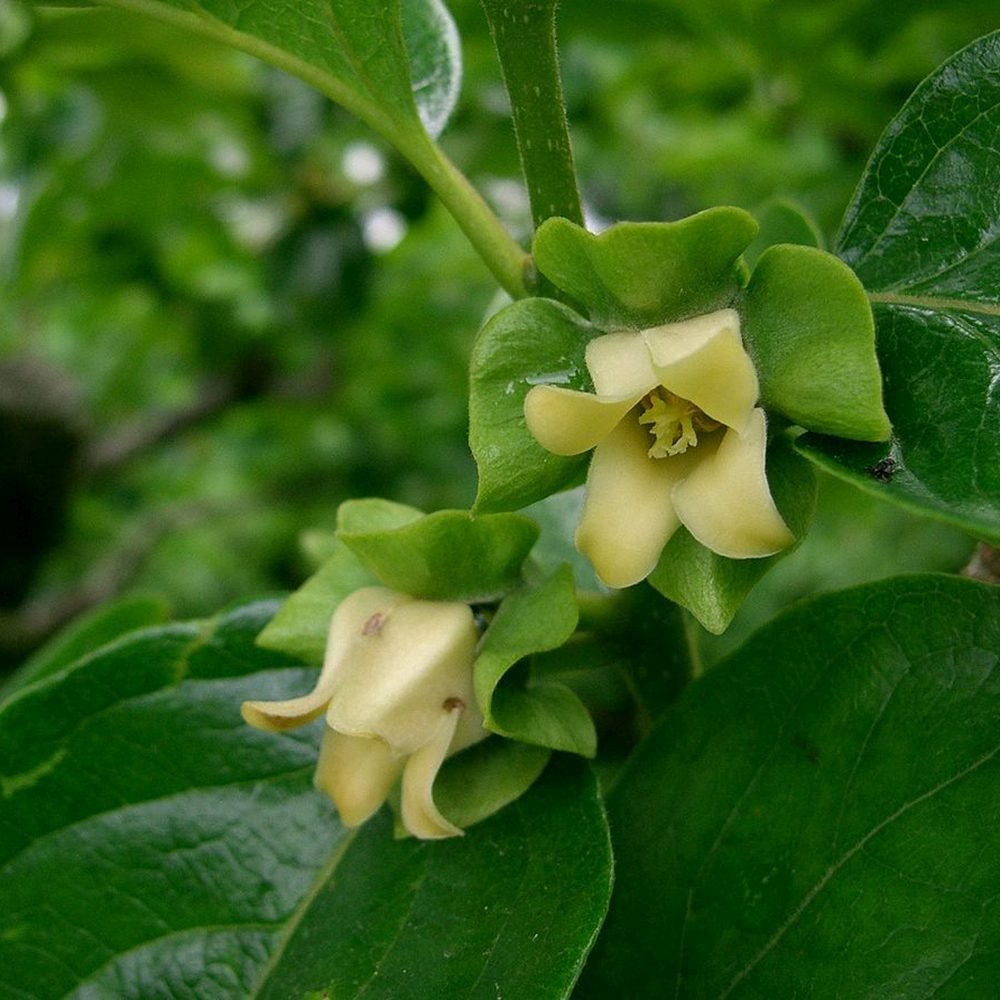 Pom Kaki, Curmal Japonez (Diospyros kaki) - 200-250 cm - VERDENA-200-250 cm inaltime, livrat in ghiveci de 18 l