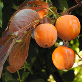 Pom Kaki, Curmal Japonez (Diospyros kaki) - 200-250 cm - VERDENA-200-250 cm inaltime, livrat in ghiveci de 18 l