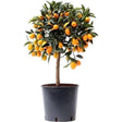 Pom Portocal Margarita Kumquat - 65 cm