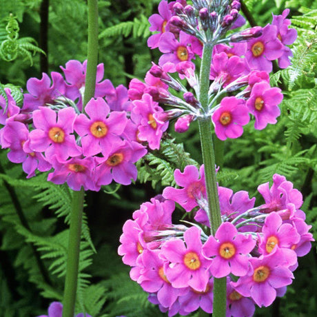 Primula (Ciubotica cucului) Beesiana, livrat in ghiveci de 0.5L