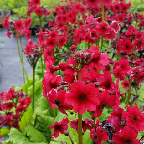 Primula (Ciubotica Cucului) Millers Crimson, cu flori rosii intense