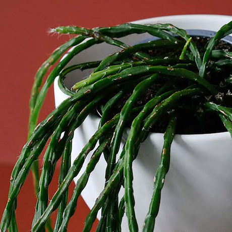 Rhipsalis paradoxa (Hanger) - 55 cm - VERDENA-55 cm la livrare, in ghiveci cu Ø de 16 cm