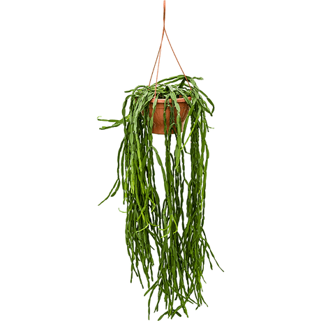 Rhipsalis paradoxa (Hanger) - 55 cm - VERDENA-55 cm la livrare, in ghiveci cu Ø de 16 cm