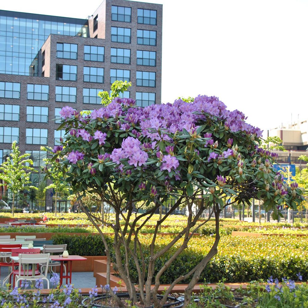 Rhododendron Catawbiense Grandiflorum - VERDENA-30-40 cm inaltime livrat in ghiveci de 6 L