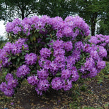 Black Friday - Reduceri Azaleea japoneza (Rhododendron) Catawbiense Grandiflorum, cu flori violet-inchis Promotie