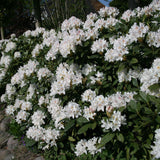 Rhododendron Hybride Cunninghams White, 25-30 cm. la livrare in ghiveci de 5L